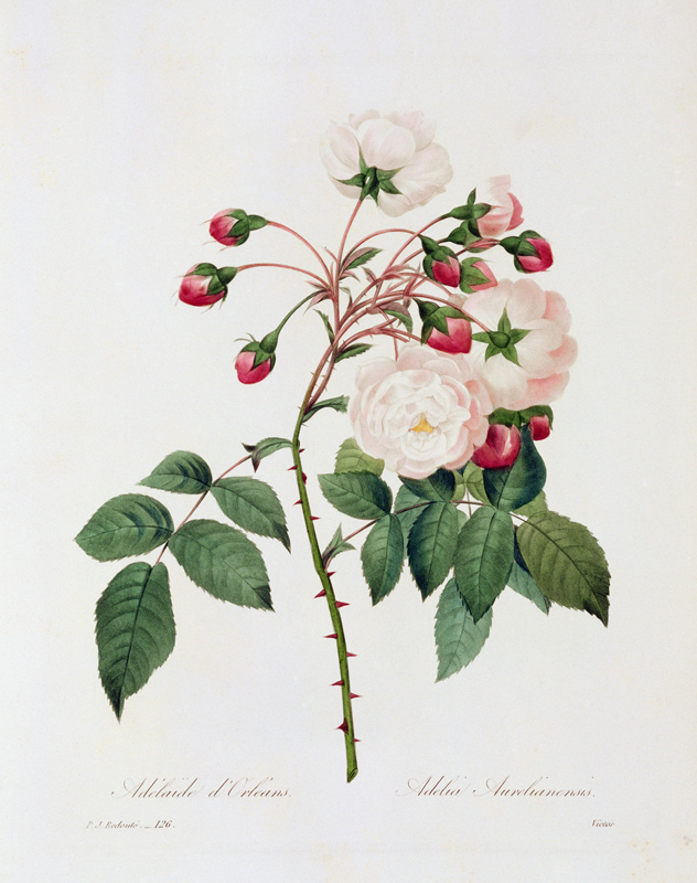 Rose Adelia Aurelianensis von Pierre Joseph Redouté
