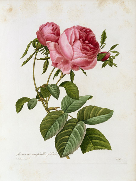 Roses / Redouté 1835, 131 von Pierre Joseph Redouté
