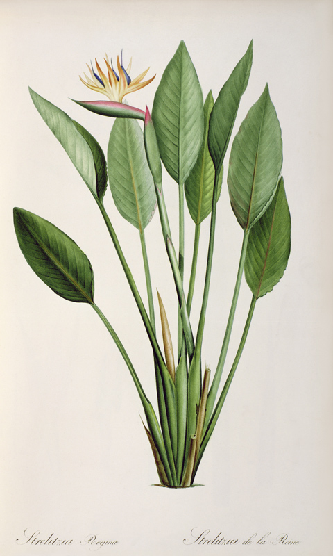Strelitzia Reginae, from 'Les Strelitziaceae' von Pierre Joseph Redouté