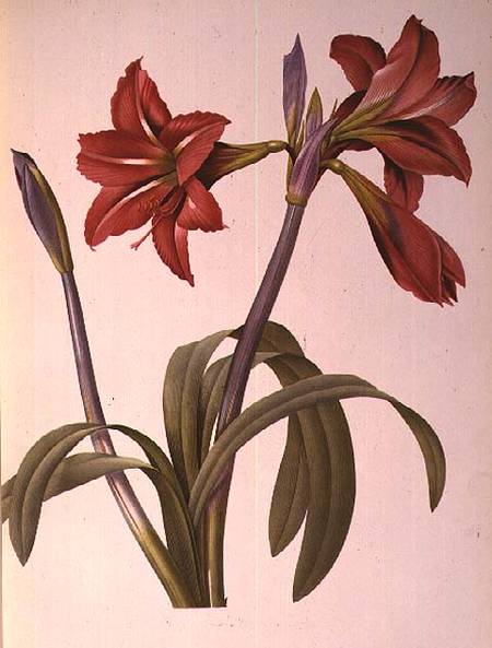 Amaryllis Brasiliensis, from `Les Liliacees' von Pierre Joseph Redouté