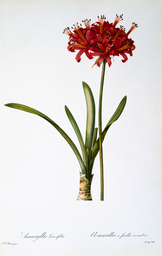 Amaryllis Curvifolia from `Les Liliacees' von Pierre Joseph Redouté