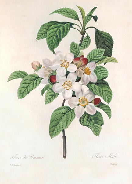 Apple blossom / Redouté von Pierre Joseph Redouté