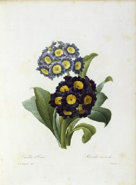 Auricula