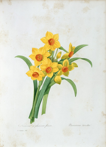 Bunch-flowered Narcissus von Pierre Joseph Redouté
