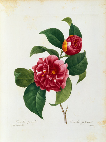 Camellia von Pierre Joseph Redouté