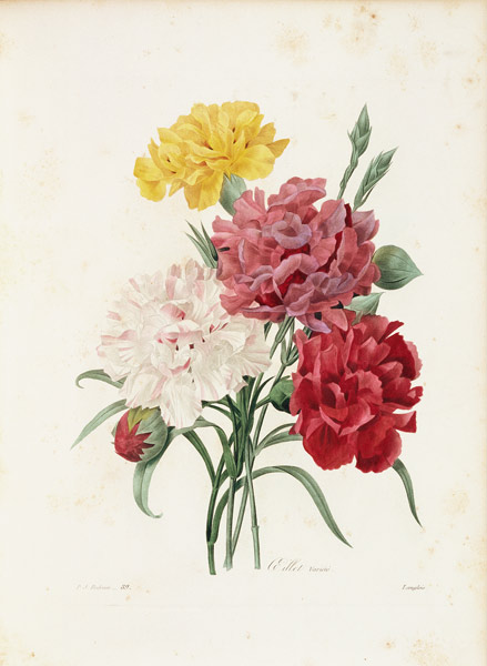 Carnations von Pierre Joseph Redouté