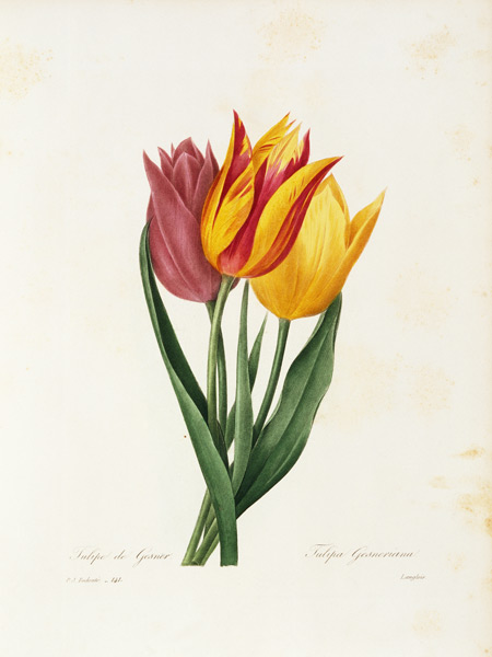 Didier s tulip von Pierre Joseph Redouté