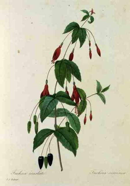 Fuchsia coccinea, from 'Choix des Plus Belles Fleurs' von Pierre Joseph Redouté