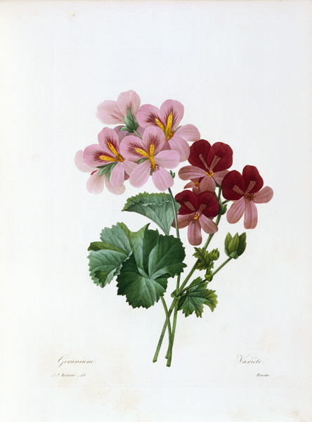 Geranium von Pierre Joseph Redouté