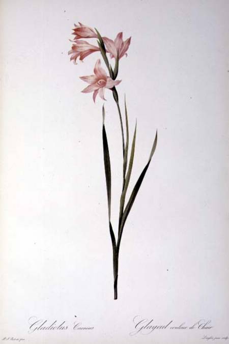 Gladiolus Carneus, from `Les liliacees' von Pierre Joseph Redouté