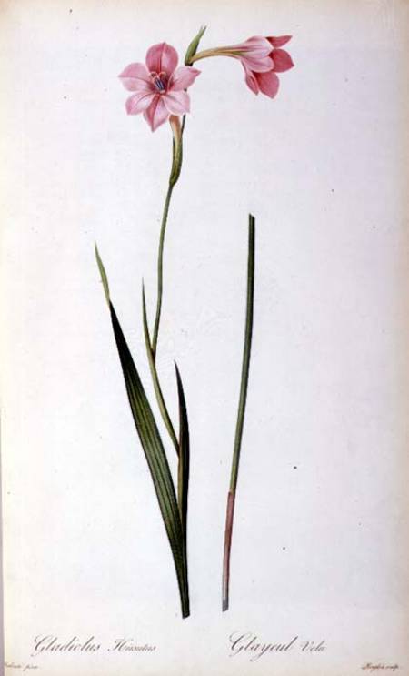 Gladiolus Hirsulus, from `Les Liliacees' von Pierre Joseph Redouté