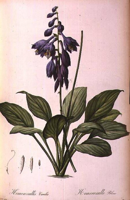 Hemerocallis Caerulea, from `Les Liliacees' von Pierre Joseph Redouté