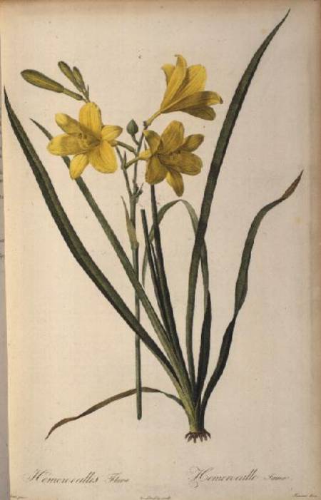 Hemerocallis Flava, from `Les Liliacees' von Pierre Joseph Redouté