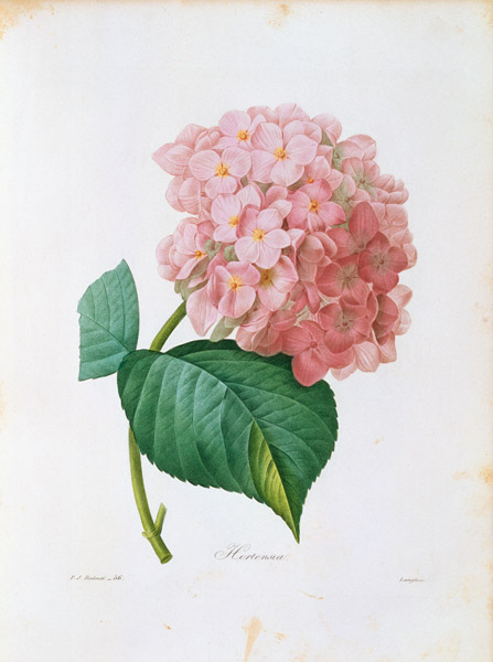 Hydrangea (Hortensie) von Pierre Joseph Redouté