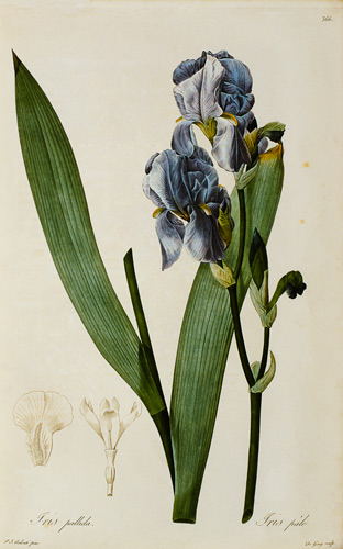 Iris Pallida, from `Les Liliacees' von Pierre Joseph Redouté