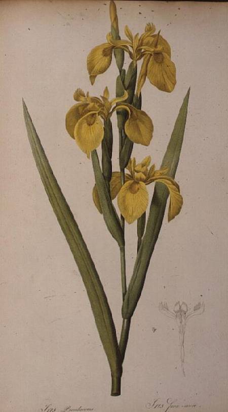 Iris Pseudacorus, from `Les Liliacees' von Pierre Joseph Redouté