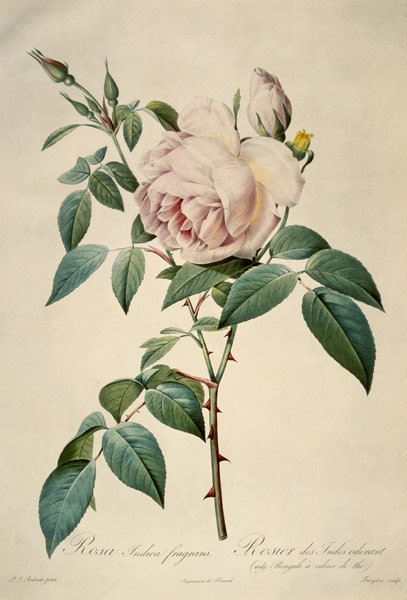 Rosa chinensis and Rosa gigantea, from 'Les Roses' von Pierre Joseph Redouté