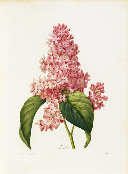 Lilac / Redouté von Pierre Joseph Redouté