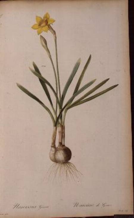 Narcissus Gouani, from `Les Liliacees' von Pierre Joseph Redouté