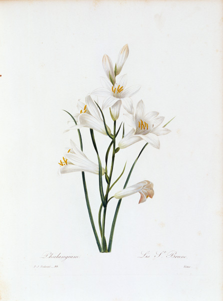 Paradise Lily / Redouté von Pierre Joseph Redouté