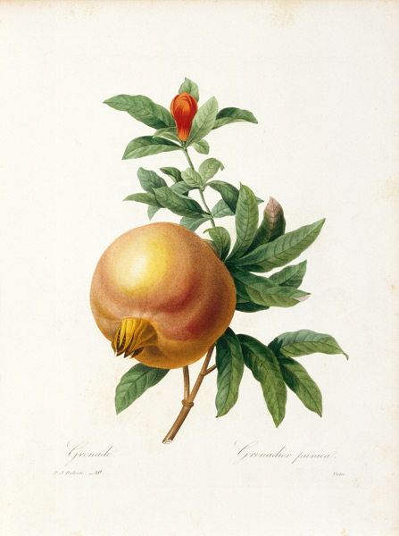 Granatapfel von Pierre Joseph Redouté