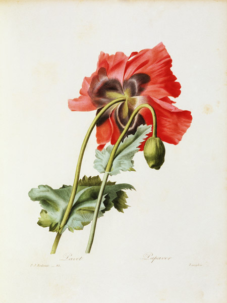 Poppy / Redouté von Pierre Joseph Redouté