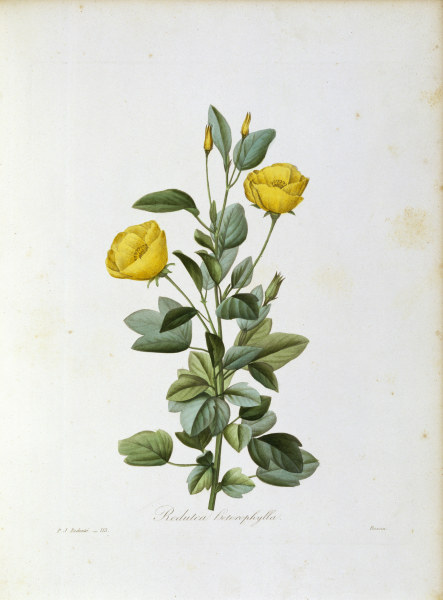 Redutea heterophylla / Redouté von Pierre Joseph Redouté