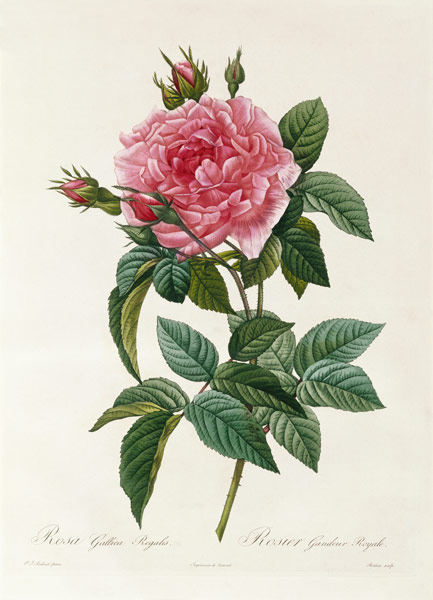 Rosa Gallica Regalis von Pierre Joseph Redouté