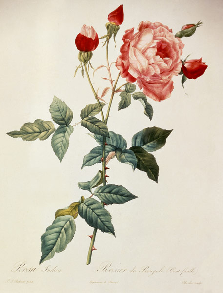 Rosa indica  von Pierre Joseph Redouté