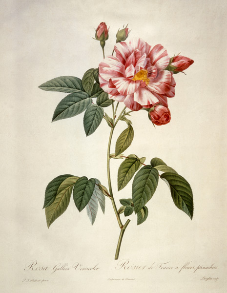 Rosa gallica versicolor / after Redoute von Pierre Joseph Redouté