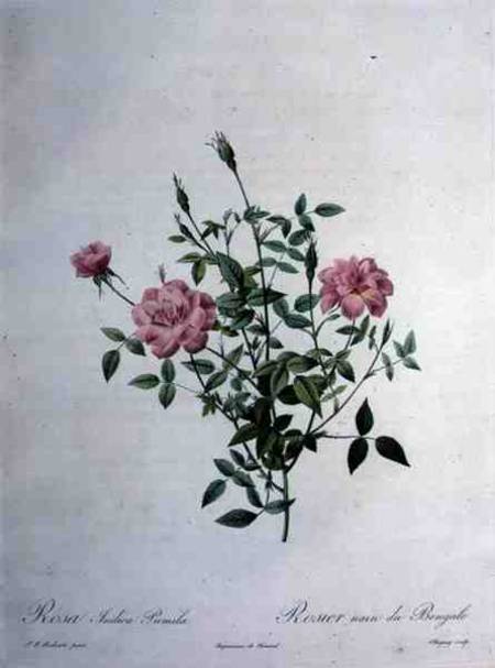 Rosa indica pumila (dwarf Bengal rose), engraved by Chapuy, from 'Les Roses' von Pierre Joseph Redouté