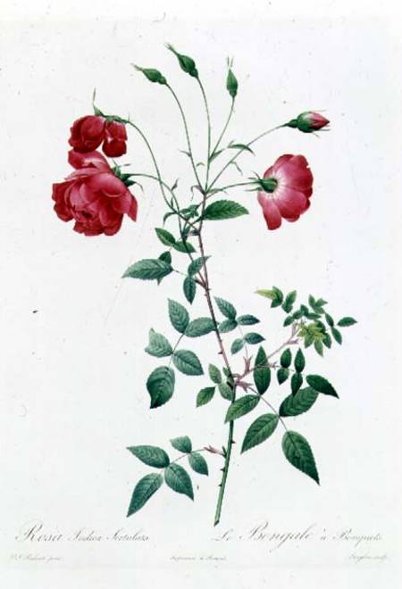 Rosa Indica Sertulata von Pierre Joseph Redouté