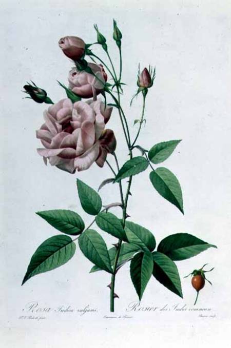 Rosa Indica Vulgaris, engraved by Bessin, from 'Les Roses', Vol II von Pierre Joseph Redouté