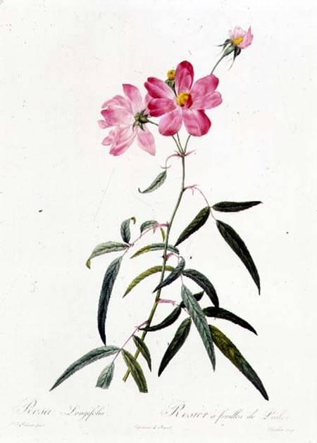 Rosa Longifolia von Pierre Joseph Redouté