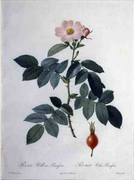 Rosa villosa, pomifera (apple rose), engraved by Chapuy, from 'Les Roses' von Pierre Joseph Redouté