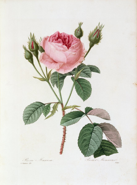Roses / Redouté 1835 von Pierre Joseph Redouté