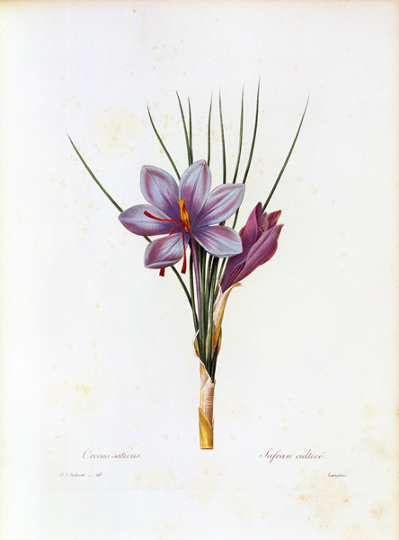Saffron crocus / Redouté von Pierre Joseph Redouté