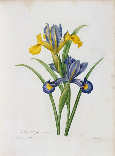 Spanische Schwertlilie (aus: P.J.Redouté, Choix des plus belles fleurs) von Pierre Joseph Redouté