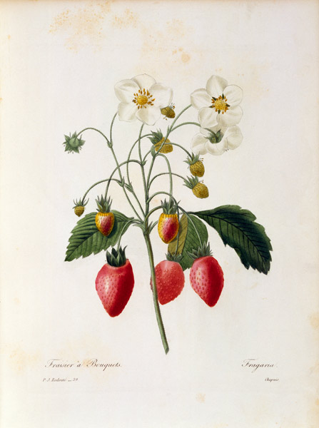 Strawberry von Pierre Joseph Redouté