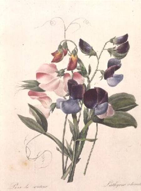 Sweet Peas (Lathyrus odoratur) from 'Choix des Plus Belles Fleurs' von Pierre Joseph Redouté