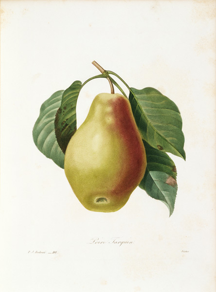 Tarquin pear / Redouté von Pierre Joseph Redouté