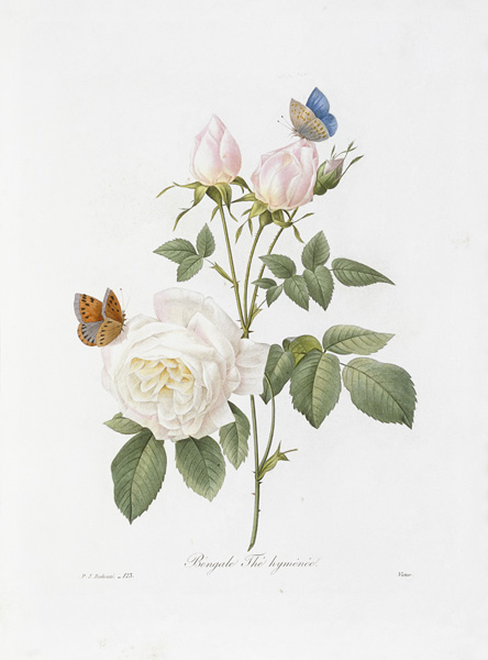 Tee Rose / Redouté 1835 von Pierre Joseph Redouté