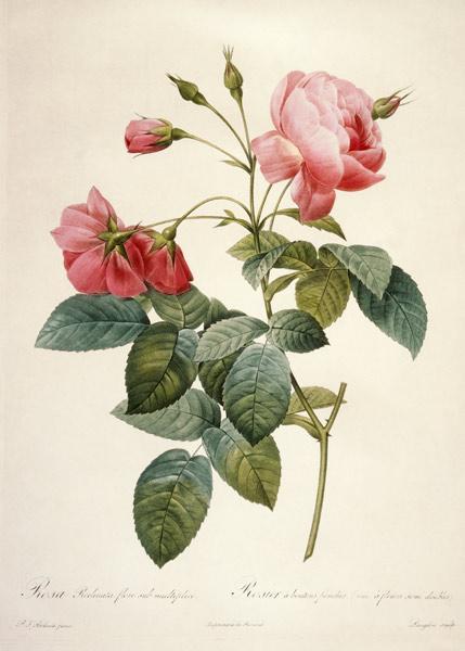 Rosa reclinata flore sub mutiplici