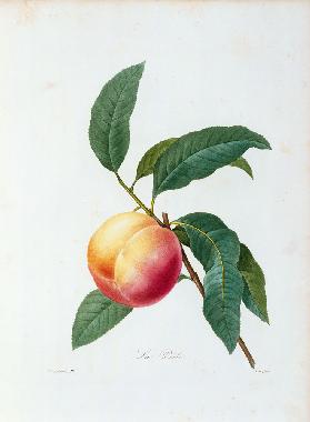 Pfirsich 1835