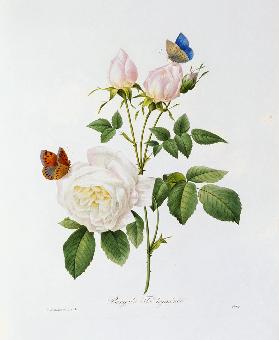 Rosa Bengale the Hymenes