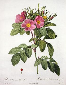 Rosa Carolina Corymbosa, engraved by Langlois 1817-24