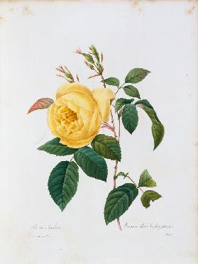 Rosa Indica 1835