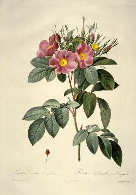 Rosa Carolina Corymbosa nach Pierre-Joseph Redoute 1817