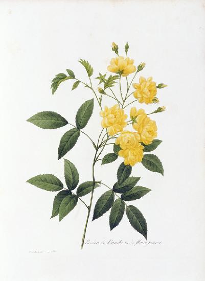 Yellow Lady Banks Rose 1835
