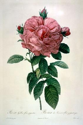 Rosa Gallica Flore Giganteo
